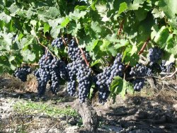 <div style='color:#ad1922;font-size:0.8em'>Lutte contre l’oïdium de la vigne </div> Gestion des modes d’action
