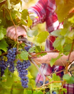 Bastid et Blason, des solutions de biocontrôle pour protéger naturellement votre vigne contre le mildiou et l'oïdium