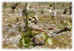 Ecobios Vigne Flash gel avril 2017 - une solution après gel