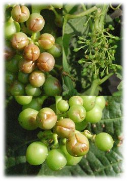 ECOBIOS® FLASH GRÊLE JUIN 2017