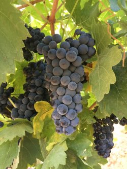 Rendement de la vigne - n’ayons plus peur