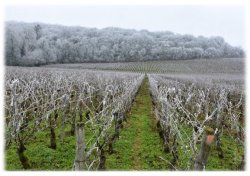 Ecobios® Vigne Flash gel 2019