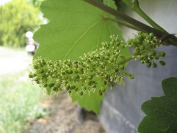 La floraison, stade clé pour la réussite de vos vendanges