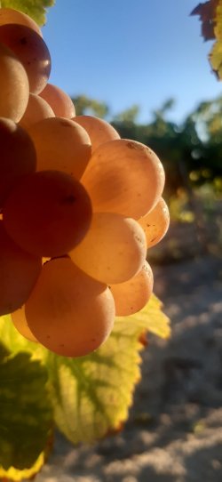 Vendanges 2020 sur le terroir Sable de Camargue, un millésime plein de promesses !