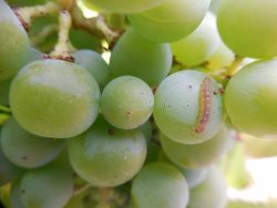 Maîtriser les tordeuses de la grappe dans les vignes