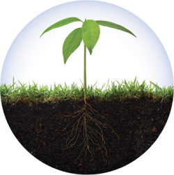 Les biostimulants nutritionnels