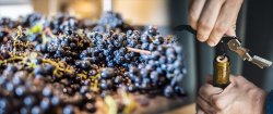 4 webinaires pour mieux gérer la durée de vie des vins de la récolte à la bouteille