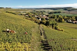 In Champagne, what stage comes immediately after pressing?