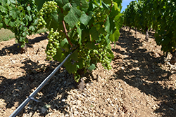Pensez dès maintenant à protéger durablement vos vignes des gelées avec la solution Proteplan®