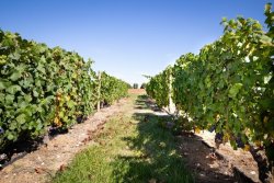 Comment désherber avec un seul glyphosate ?