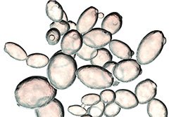 Oenoferm<sup>®</sup> Finesse, la nouvelle souche des blancs et rosés amples et élégants