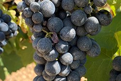 GrapeGuard® : Une révolution au vignoble