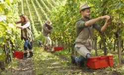 Infractions involontaires et travailleurs viticoles