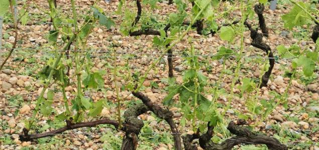 Viticulture Oenologie Viticulture Etat Des Lieux Apres L Orage De Grele Devastateur