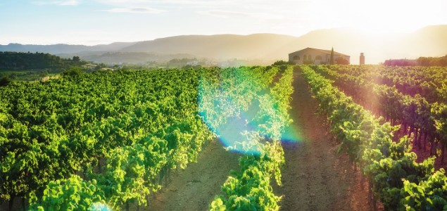 Sécurisez le positionnement des fongicides et insecticides sur vigne