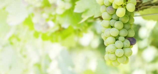 Une stratégie efficace 100 % biocontrôle contre l’oïdium en vigne, c’est possible !