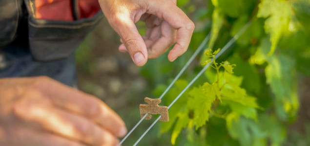 Préparez vos vignes dès aujourd’hui avec les agrafes AV4, une solution écologique et innovante Préparez vos vignes dès aujourd’hui avec les agrafes AV4, une solution écologique et innovante