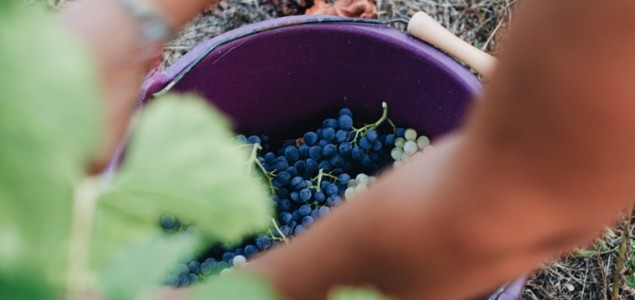 Comment les algues peuvent influer sur les vendanges de l’année suivante ? Comment les algues peuvent influer sur les vendanges de l’année suivante ?
