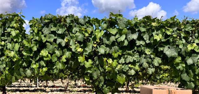 Palissage sans contrainte : adoptez AV4, l’agrafe écologique et efficace Palissage sans contrainte : adoptez AV4, l’agrafe écologique et efficace