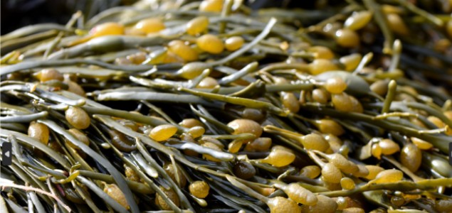 La récolte des algues : une tradition au service de l’innovation agricole La récolte des algues : une tradition au service de l’innovation agricole