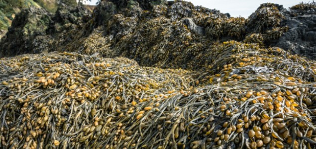 Algues et biostimulants : des gains concrets pour l’agriculture Algues et biostimulants : des gains concrets pour l’agriculture