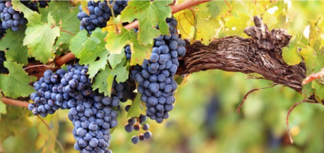  Entre chaleur, ravageurs et maladies, la vigne sous pression : quelles solutions ?