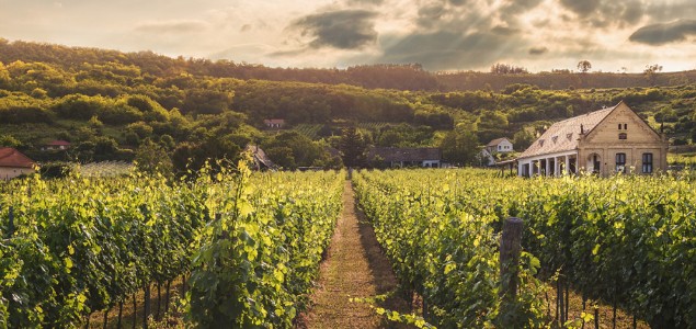 Le fer : l’atout santé de votre vigne ! Le fer : l’atout santé de votre vigne !