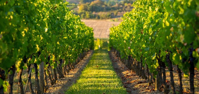  Logiciel viticole : comment simplifier la gestion quotidienne du vignoble