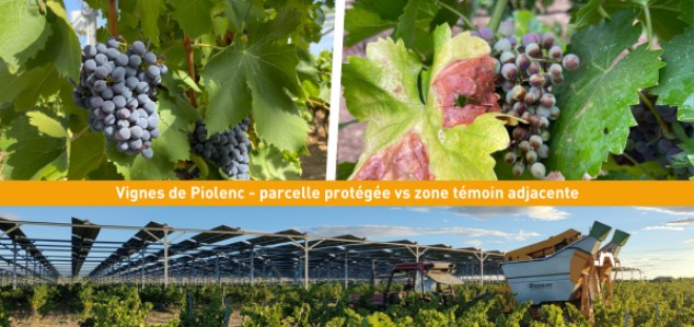  Risque de sécheresse accru : l'agrivoltaïsme dynamique, une solution qui a fait ses preuves. 