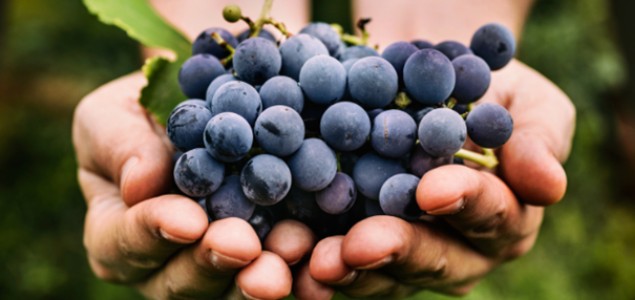  Protégez votre vigne des ravageurs et du soleil en même temps !