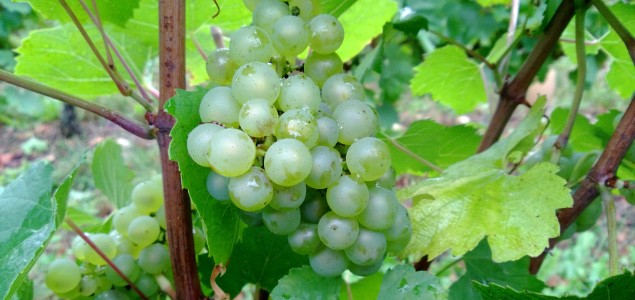  Enquête chez les vignerons sur la confusion sexuelle