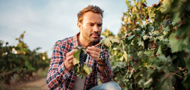  ARMICARB<sup>®</sup> un atout pour diversifier les modes d’action fongicides en vigne