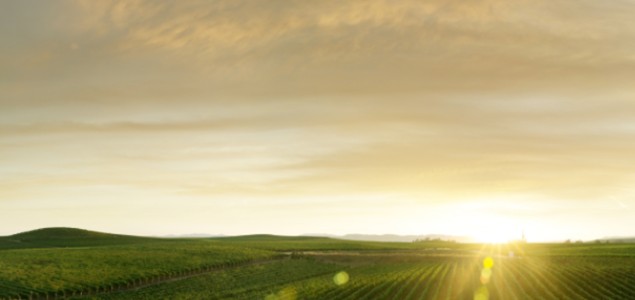 Et si ce biostimulant 3.0, local et responsable, était la réponse à vos défis viticoles ? Et si ce biostimulant 3.0, local et responsable, était la réponse à vos défis viticoles ?
