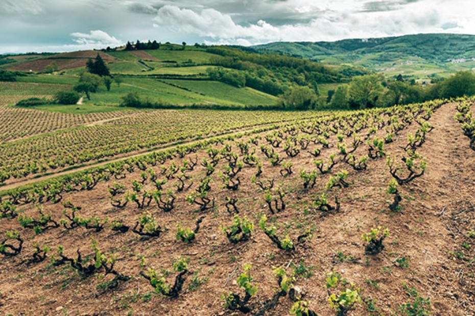  ALGISIUM® la terre et la mer s’allient au service de la protection des vignes