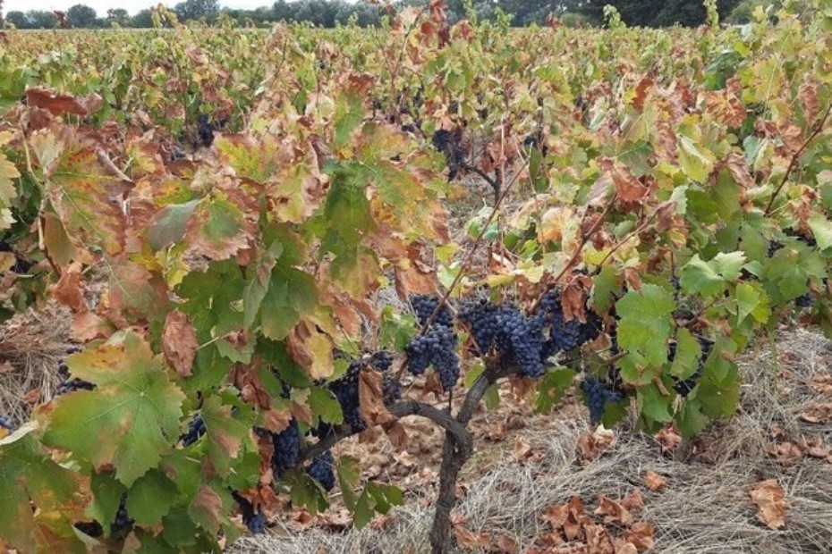 Face aux défis climatiques, les techniciens du Sud-Est misent sur la viticulture de précision