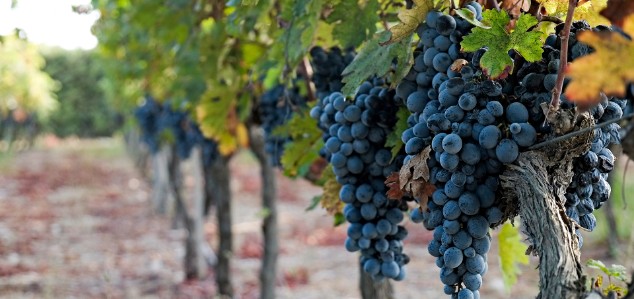  La confusion sexuelle de CheckMate<sup>®</sup> Puffer<sup>®</sup> pour la vigne