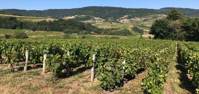  Un nouveau concept pour plus d’hectares en confusion sexuelle