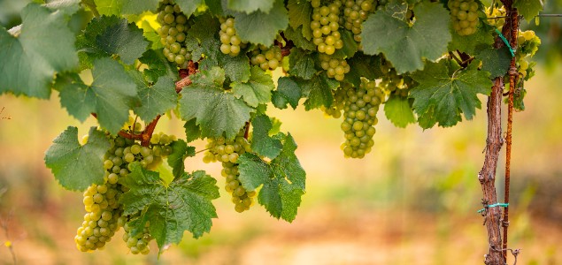  La nouvelle confusion sexuelle EXPLOYO<sup>TM</sup> Vit séduit les vignerons