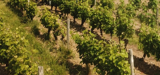  Appliquer Pledge® dès janvier pour gérer durablement les ray-grass