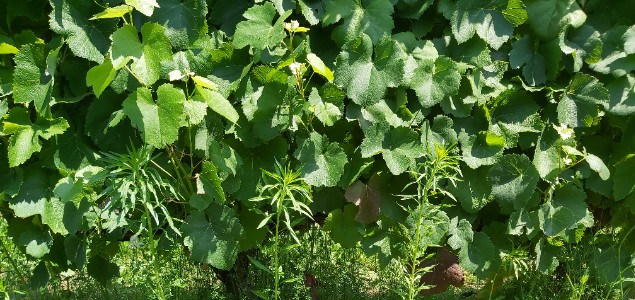 Et si vous avanciez vos désherbages pour venir à bout des érigérons ?