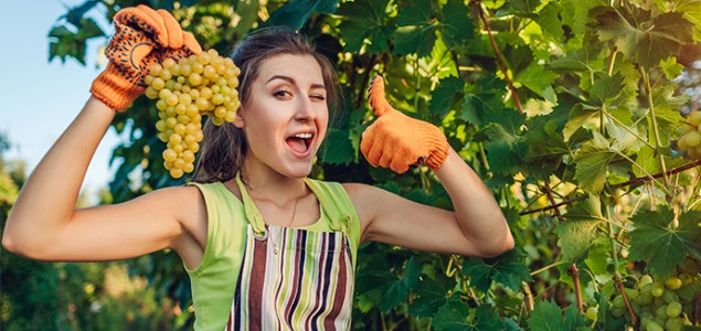  Anti-mildiou : plus que jamais, il faut miser sur une valeur sûre !