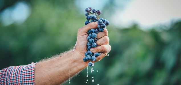  Oïdium : gérez vos contaminations en cours et à venir avec ARMICARB