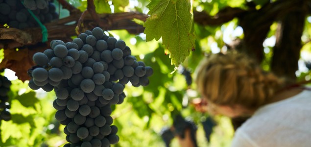  L’expérience des vignerons sur la nouvelle confusion sexuelle