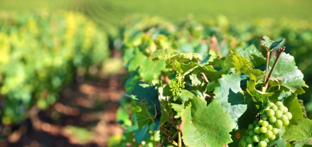 Et si nous aidions la vigne à activer ses défenses immunitaires ? Et si nous aidions la vigne à activer ses défenses immunitaires ?