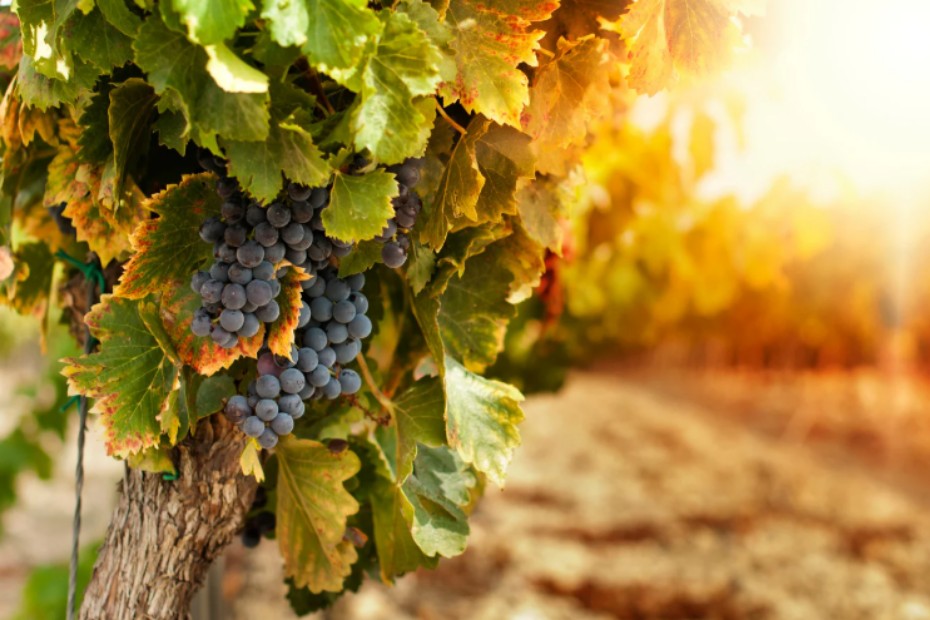 Les essais au champ confirment les effets sur vigne