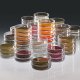 Contrle microbiologique du vin