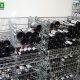 Box cent vins Bordeaux multi-formats