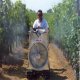 Accessoires IDEAL pour la vigne