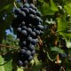Scurit alimentaire : analyse pesticides, analyse phtalates, analyse bisphnol A ...