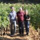 Conseil et expertises viticulture / entretien vignoble